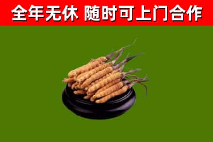 石林县回收散虫草