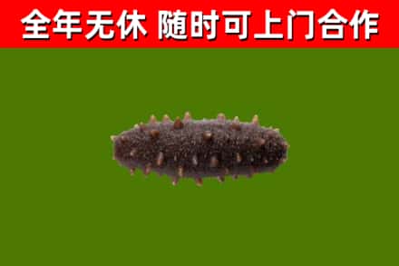 石林县烟酒回收干海参.jpg